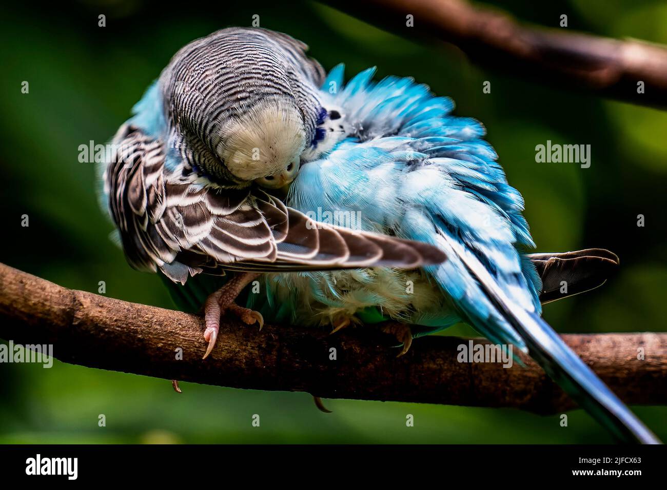 Oiseau tropical bleu reposant dans un arbre Banque D'Images