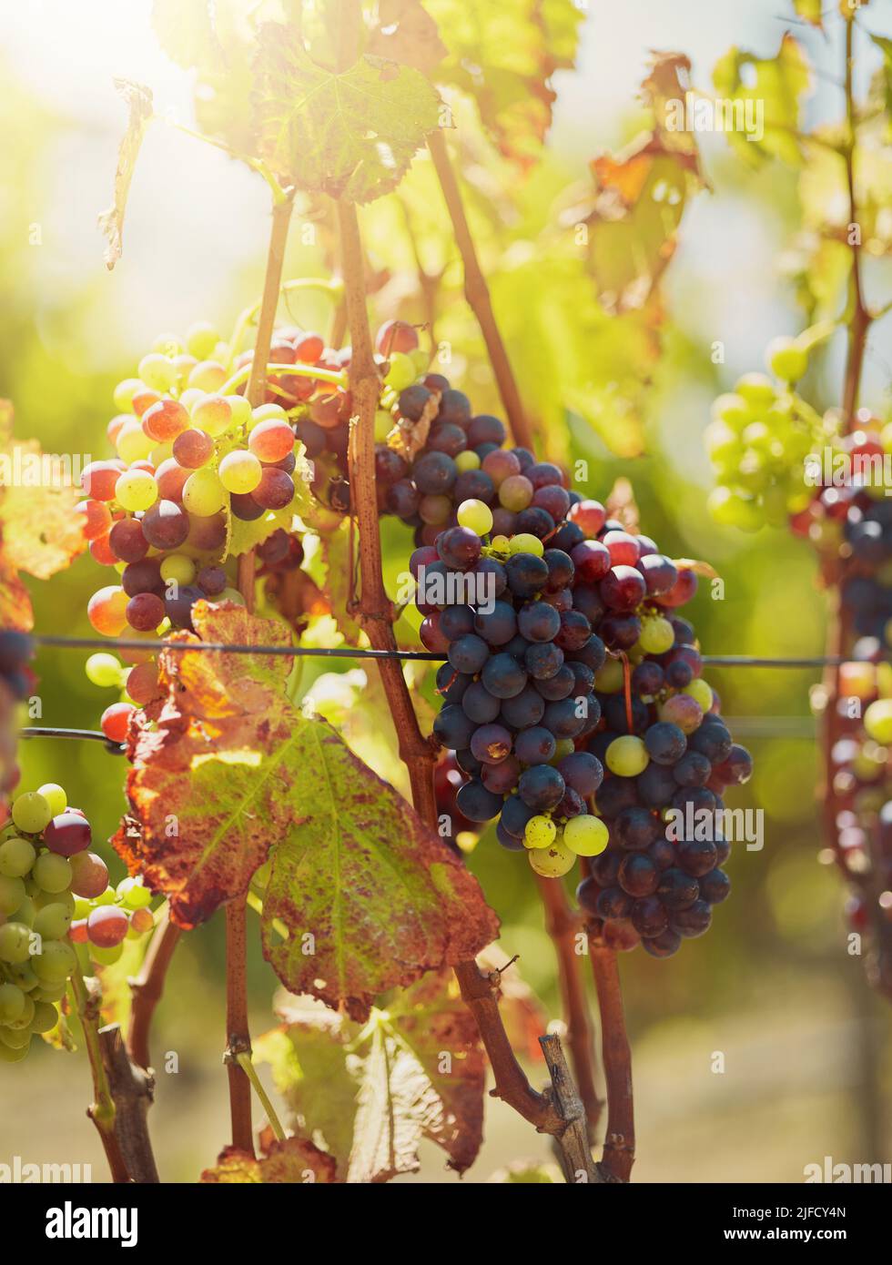 Gros plan d'un bouquet frais de raisins rouges et verts accrochés à une plante dans un vignoble. La culture de fruits et de produits dans une ferme viticole dans une région éloignée et rurale Banque D'Images