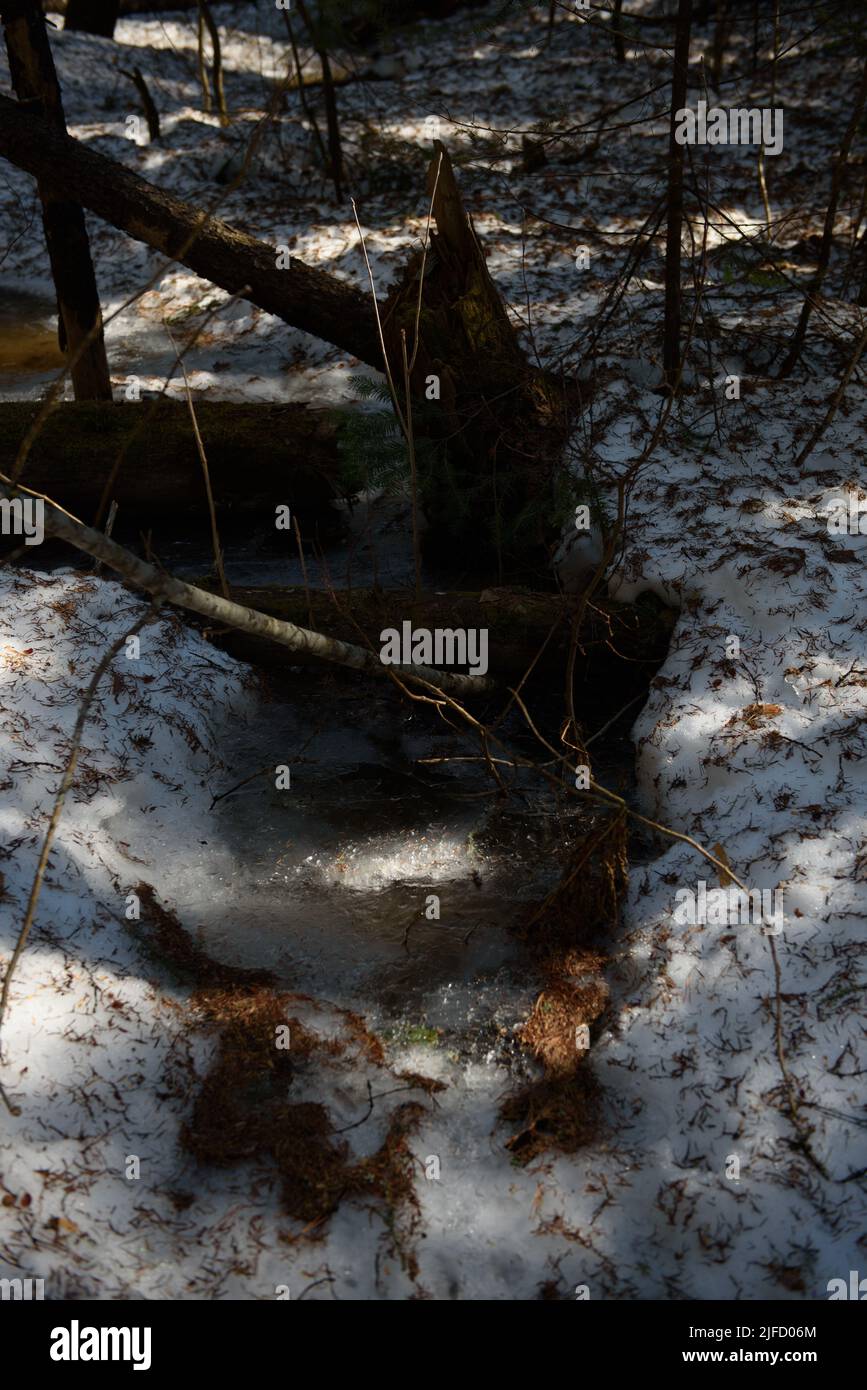 Un ruisseau forestier a fait surface et entouré d'une croûte de glace dans la forêt. Banque D'Images