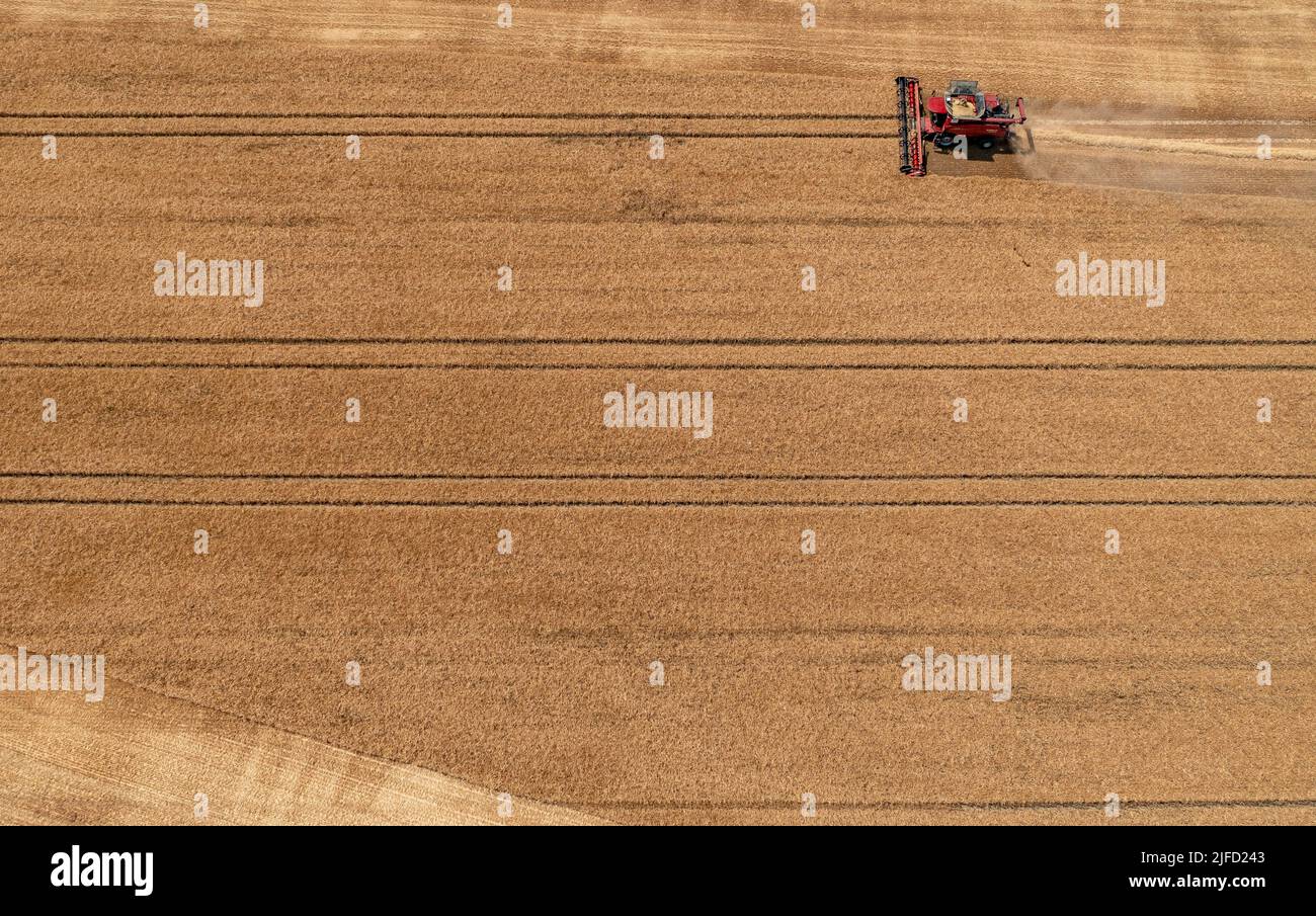 Rehbach, Allemagne. 30th juin 2022. Une moissonneuse-batteuse appartenant à Agrarprodukte Kitzen, par exemple, récolte de l'orge dans un champ proche de Leipzig. Normalement, la récolte ne commence pas ici avant juillet. Cette année, après la chaleur et la sécheresse, les agriculteurs de Saxe emportent leurs moissonneuses-batteuses dans les champs bien plus tôt dans de nombreux endroits. Agrarprodukte Kitzen, par exemple, exploite 2800 hectares de terres arables, dont les céréales s'étendent sur environ 1900 hectares. (Photo aérienne avec drone) Credit: Jan Woitas/dpa/Alamy Live News Banque D'Images