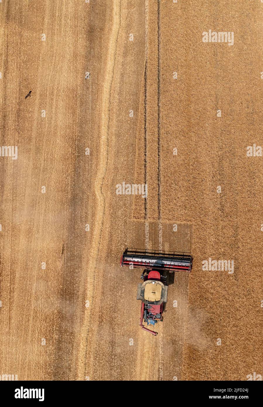 Rehbach, Allemagne. 30th juin 2022. Une moissonneuse-batteuse appartenant à Agrarprodukte Kitzen, par exemple, récolte de l'orge dans un champ proche de Leipzig. Normalement, la récolte ne commence pas ici avant juillet. Cette année, après la chaleur et la sécheresse, les agriculteurs de Saxe emportent leurs moissonneuses-batteuses dans les champs bien plus tôt dans de nombreux endroits. Agrarprodukte Kitzen, par exemple, exploite 2800 hectares de terres arables, dont les céréales s'étendent sur environ 1900 hectares. (Photo aérienne avec drone) Credit: Jan Woitas/dpa/Alamy Live News Banque D'Images