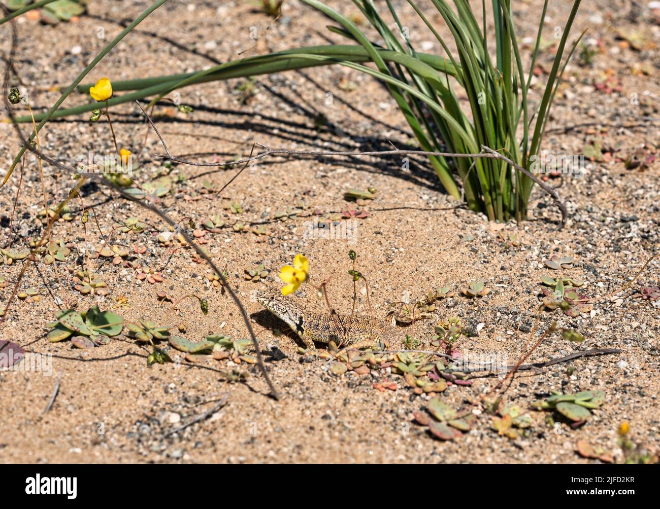 Lézard se bronzant près de sa grotte souterraine, dans le désert aride d'Atacama, pendant une floraison printanière Banque D'Images