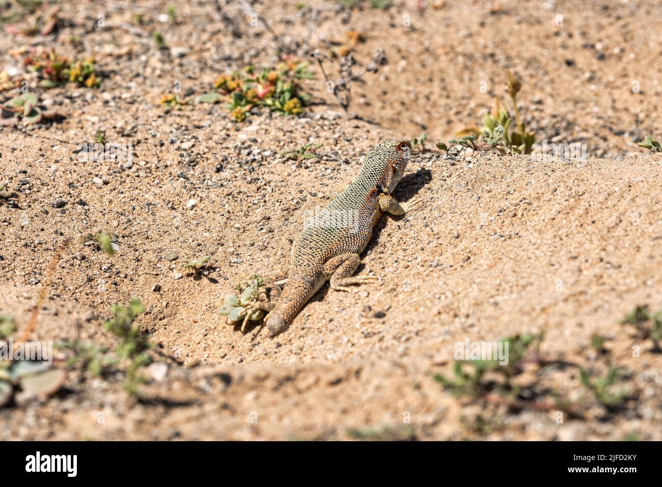 Lézard se bronzant près de sa grotte souterraine, dans le désert aride d'Atacama, pendant une floraison printanière Banque D'Images