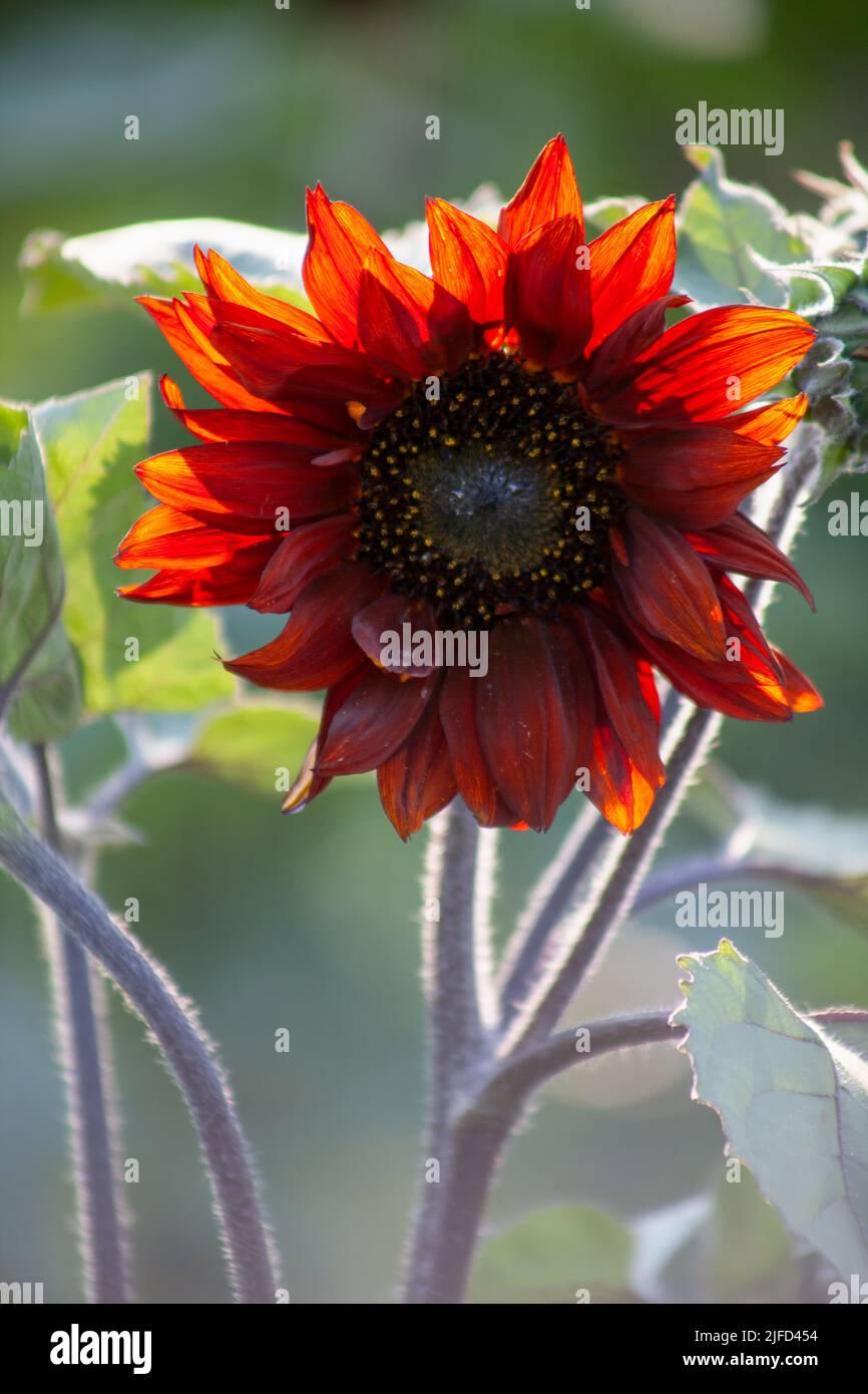 Tournesol rouge décoratif. Une fleur de tournesol décorera le jardin Banque D'Images