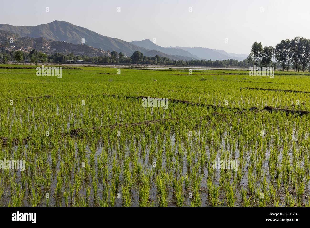 Culture de riz dans les champs inondés pour cultiver du riz en Asie. Concept d'agriculture agricole. Banque D'Images