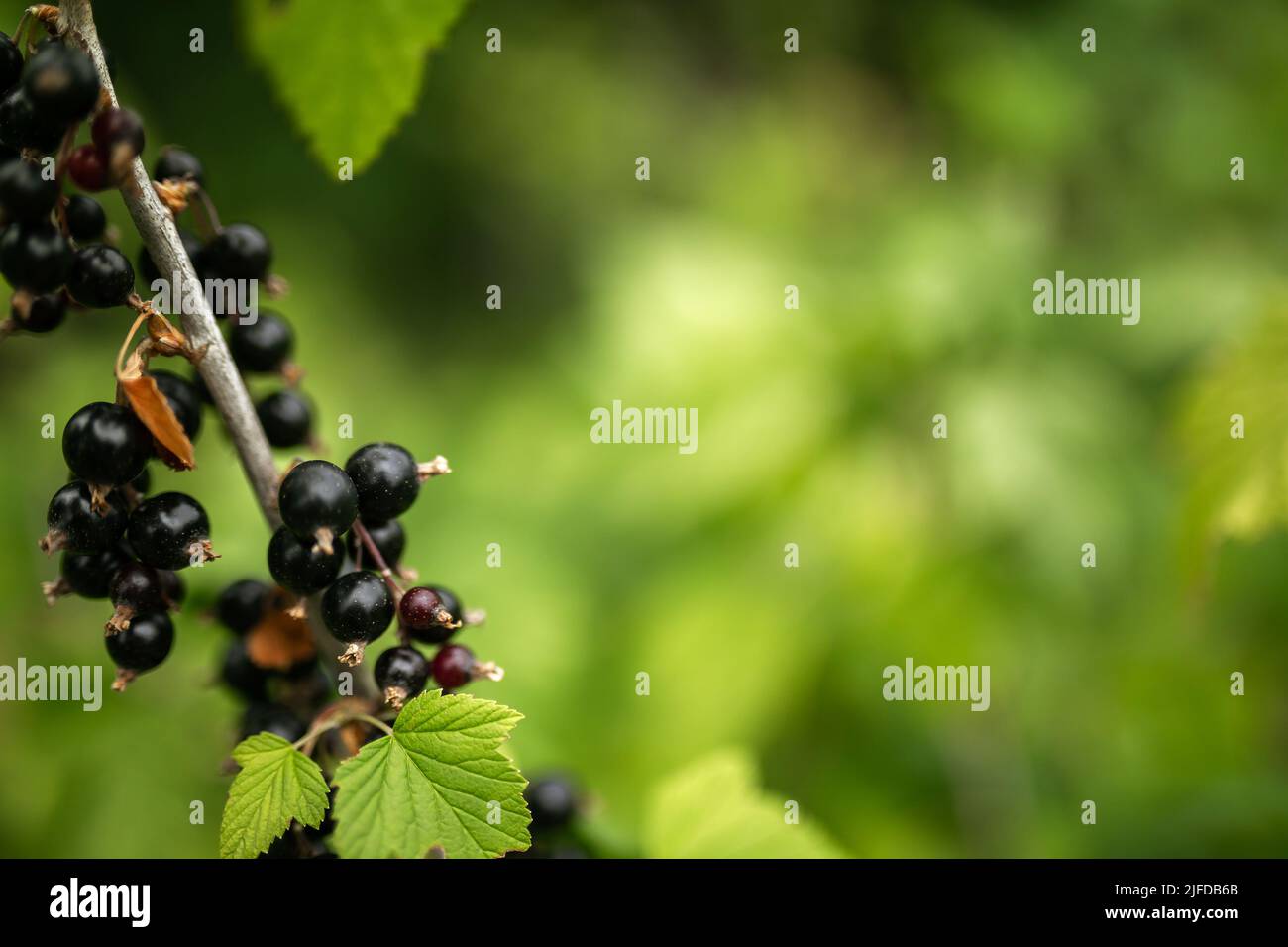 Cassis. Jardinage, potager, agriculture, rural, baies Banque D'Images