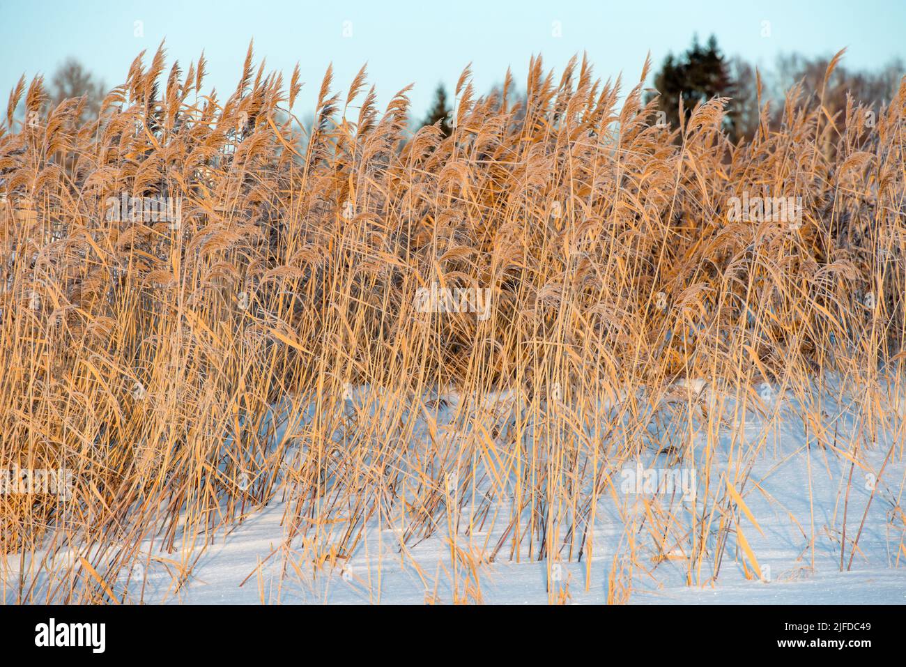 Rive de rivière surcultivée avec une grande herbe sèche près du village lors d'une journée d'hiver Banque D'Images