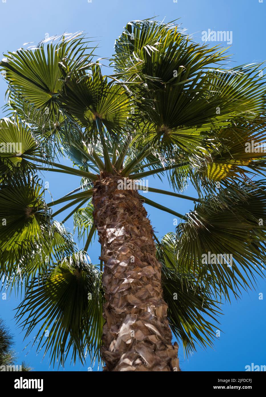 Tronc et branches de l'arbre de paume, vue de dessous, arrière-plan Banque D'Images