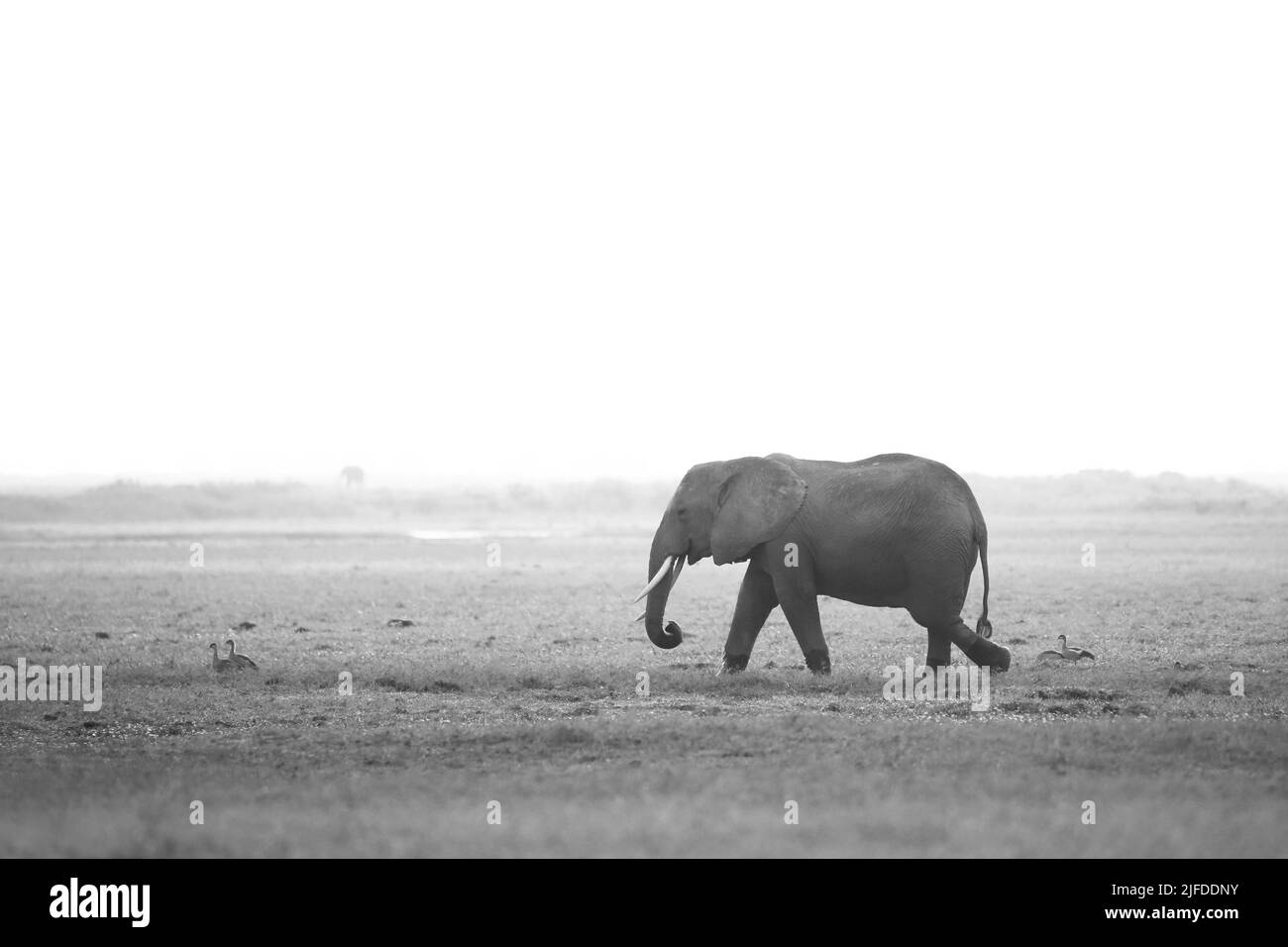 Éléphant d'Afrique (Loxodonta africana) en marchant sur Savannah. Noir et blanc, aspect brumeux. Amboseli, Kenya Banque D'Images