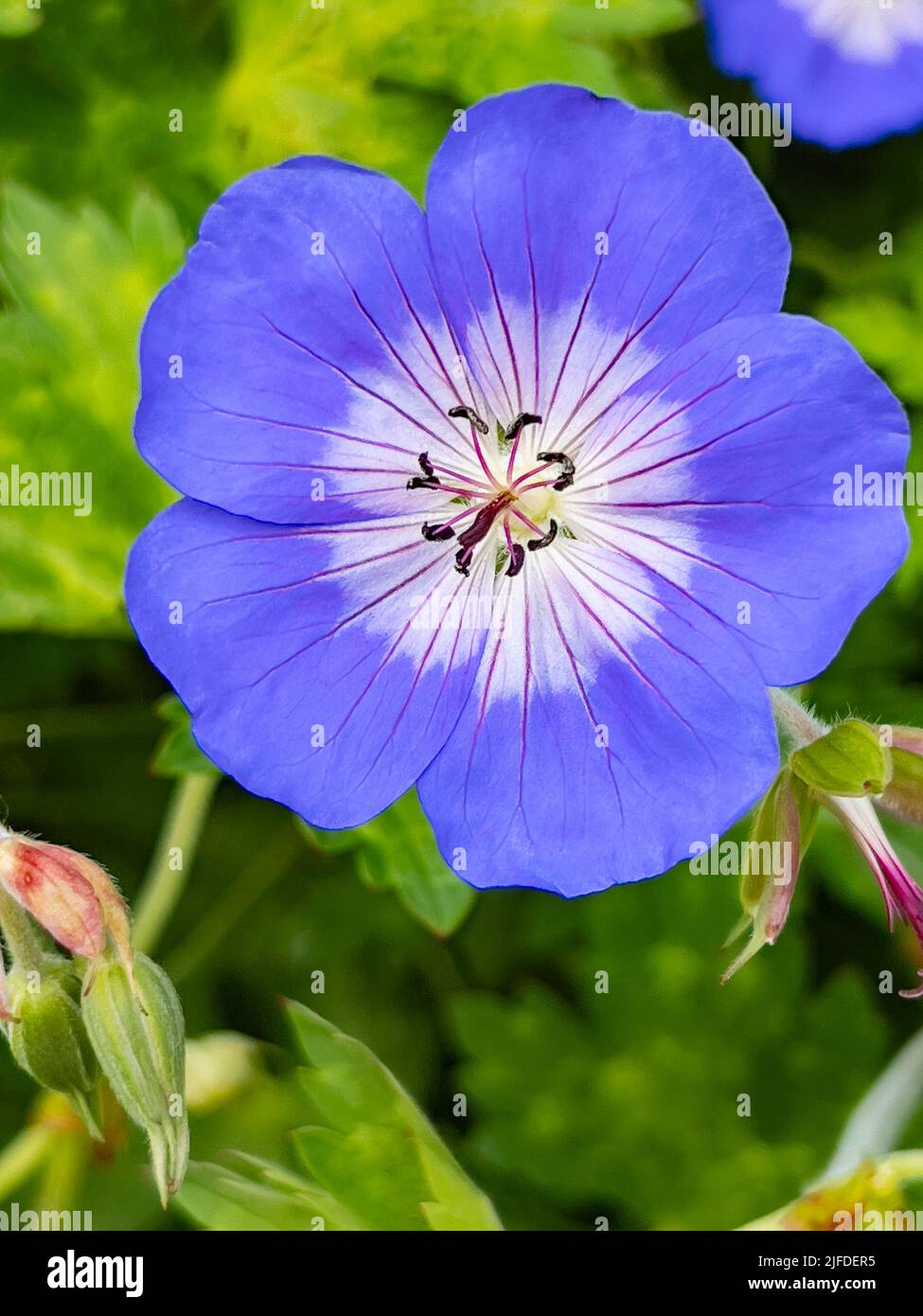 Petite fleur bleue Banque D'Images