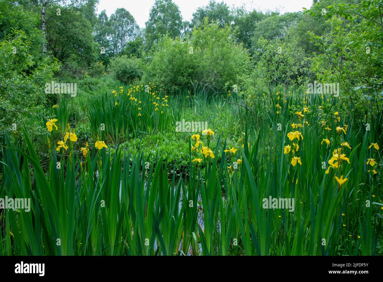 Iris à pavillon jaune autour de l'étang au début de l'été Banque D'Images