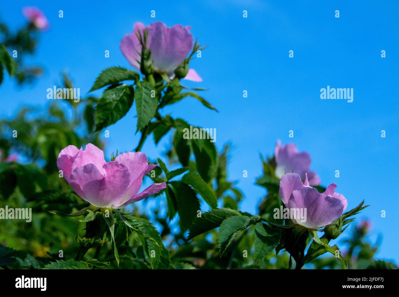 Chien Roses en fleur contre ciel bleu Banque D'Images