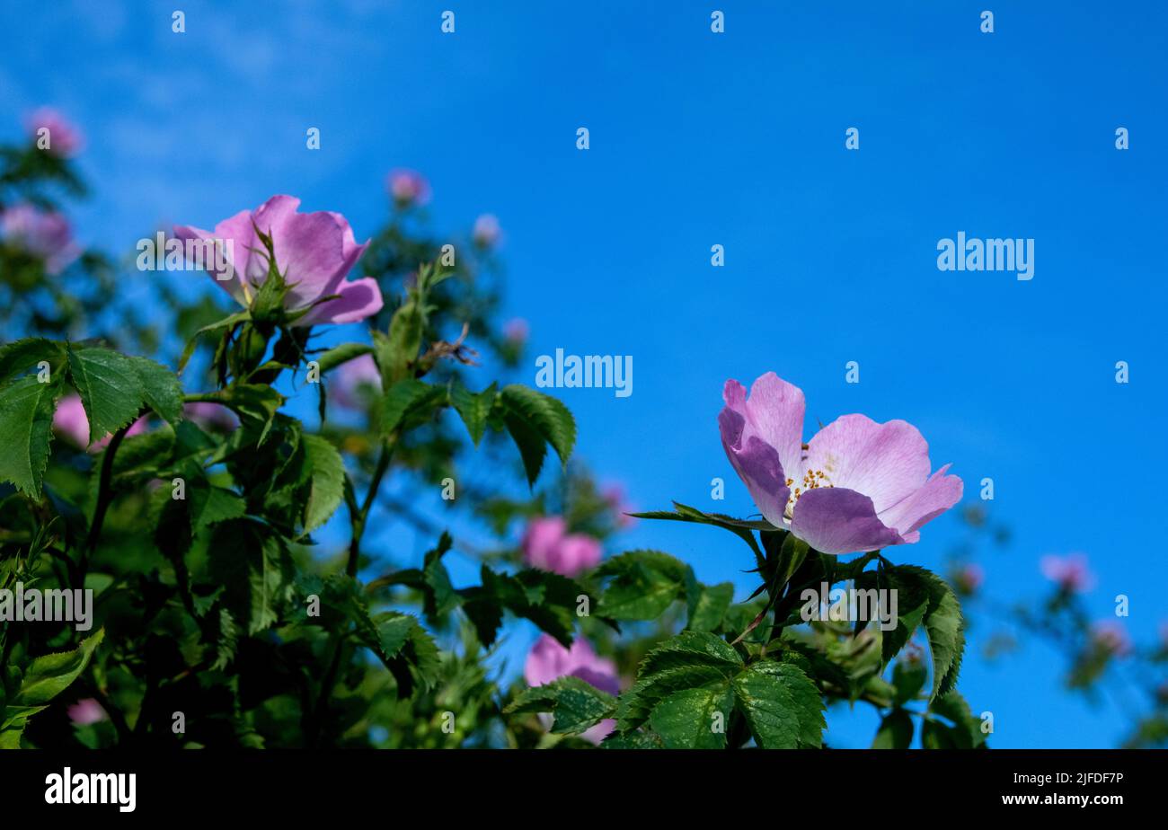 Chien Roses en fleur contre ciel bleu Banque D'Images