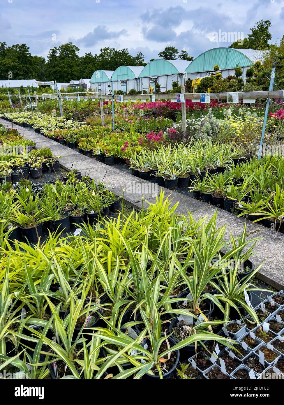 Plantes à vendre dans un centre horticole du Royaume-Uni. Banque D'Images