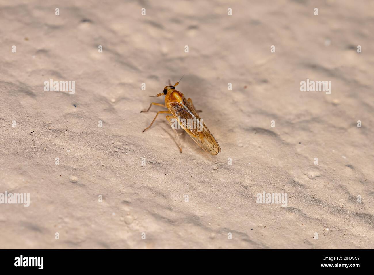 Insecte adulte de la famille Delphacidae Banque D'Images