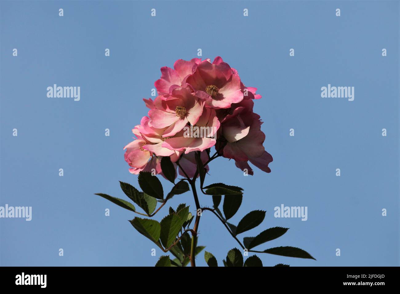 Bouquet de roses avec ciel bleu comme arrière-plan Banque D'Images