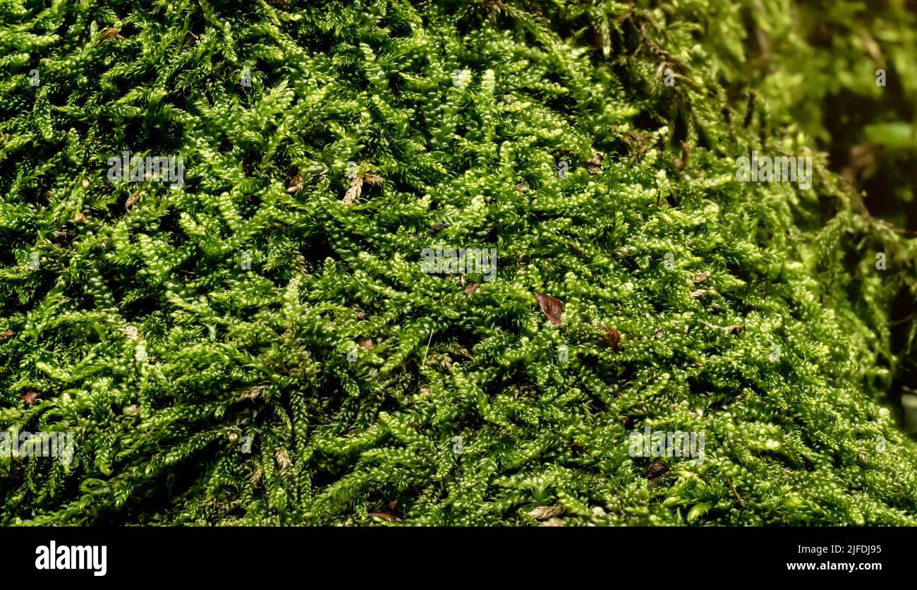 Mousse verte fine, espèce Ctenidium, en forêt sur arbre, gros plan macro-détail Banque D'Images