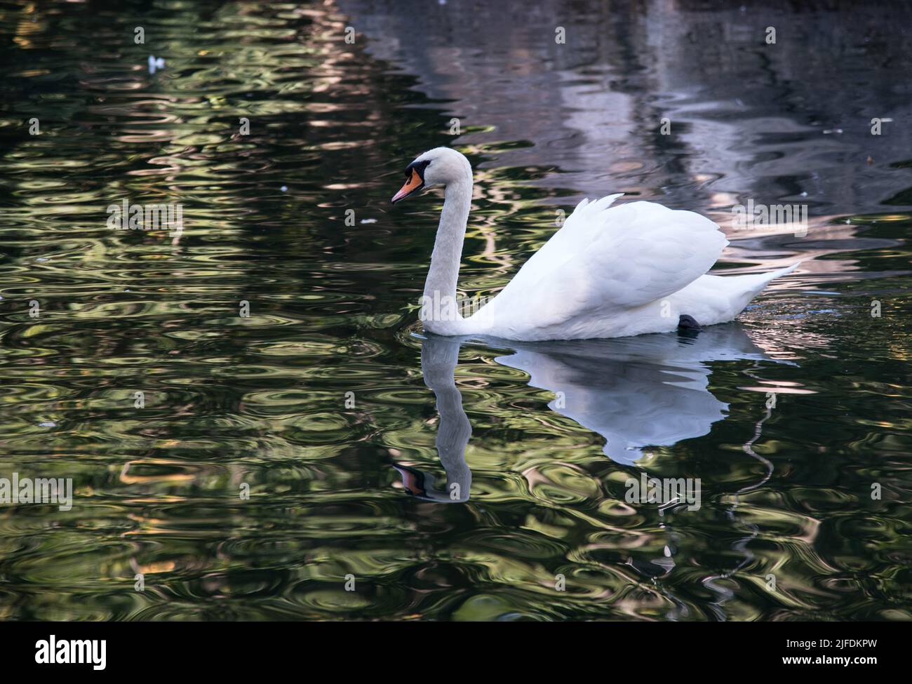 cygne blanc sur le lac. Photo de haute qualité Banque D'Images