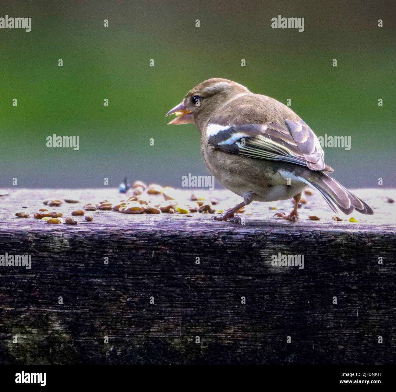 Un gros plan de chaffinch commun manger à partir d'un banc en bois capturé à partir de l'arrière Banque D'Images