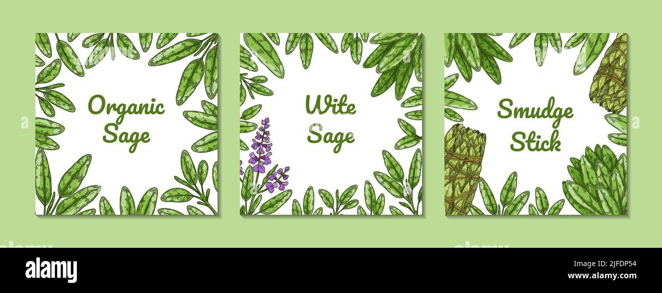 Ensemble de motifs de sauge colorés avec feuilles vertes, fleurs, bâton à taches. Illustration vectorielle dans un style d'esquisse coloré Illustration de Vecteur