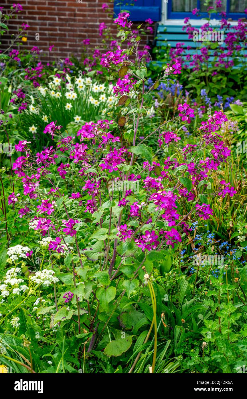 Gros plan sur l'honnêteté annuelle (Lunaria rediviva) Banque D'Images