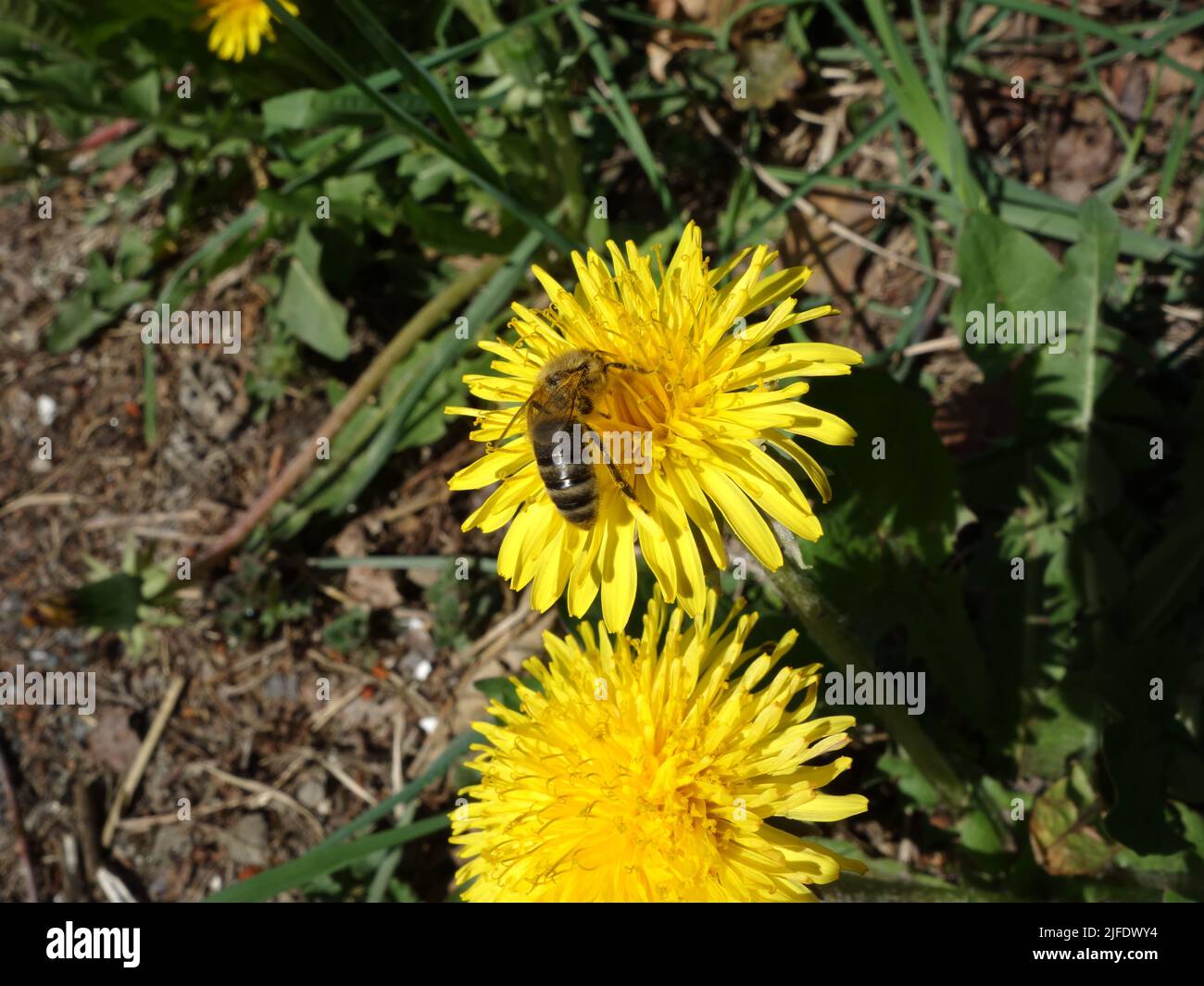 Abeille ou Melittidae qui recueille le nectar au milieu de la fleur de Dandélion. Banque D'Images