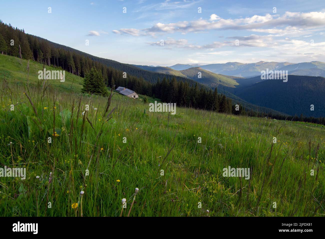 L'aube dans les Carpates ukrainiens. Montagnes aux couleurs de l'aube. Panorama des montagnes. Banque D'Images