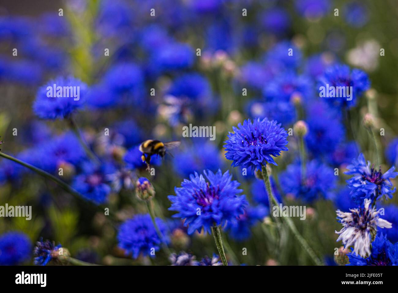 Centaurea cyanus (Cornflower) 'bluebell, en pleine floraison et attirant les abeilles Bristol, Royaume-Uni Banque D'Images