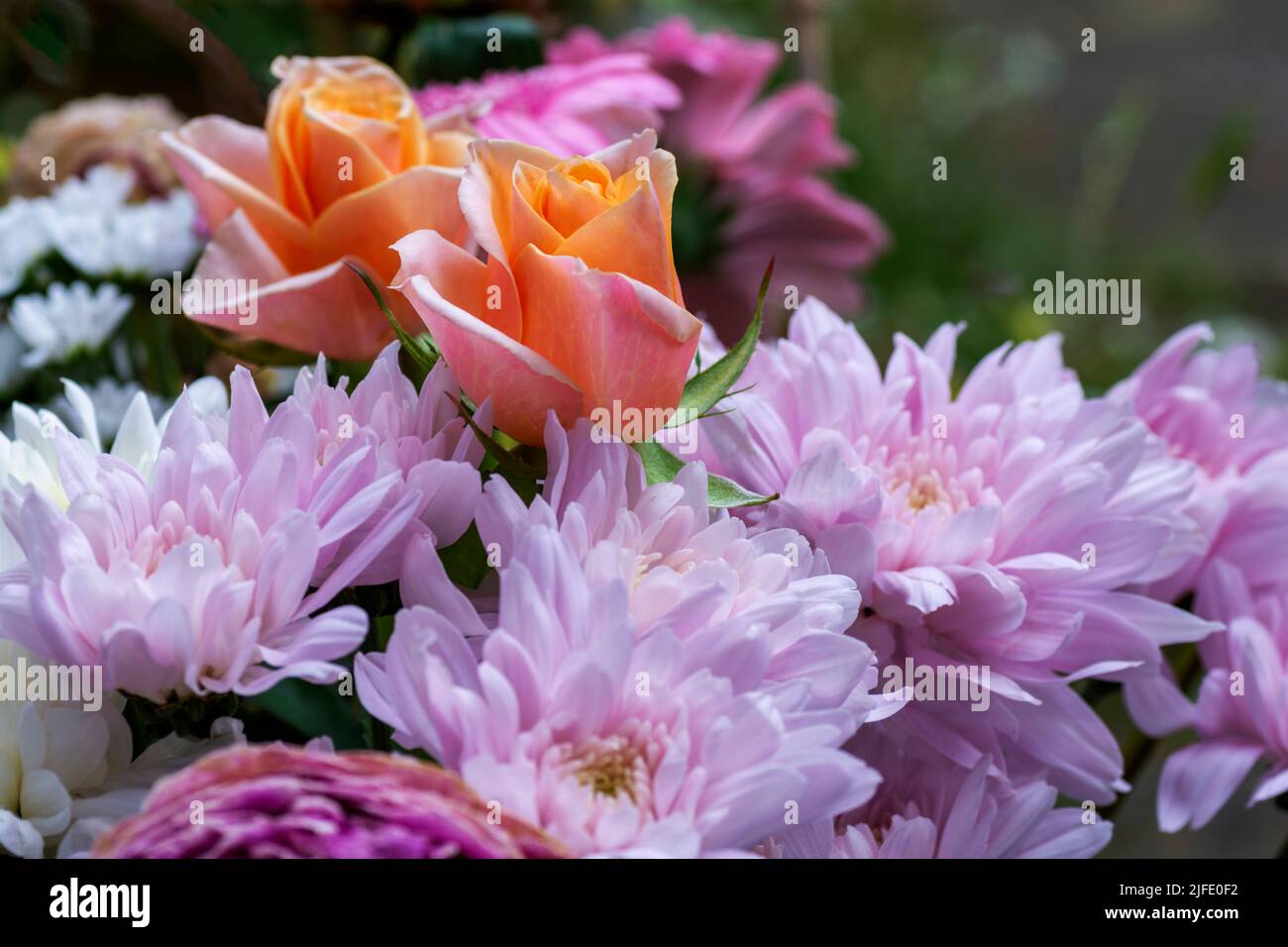 Deux roses abricot dans un bouquet de fleurs, qui comprend des asters roses et des fleurs de gerbera Banque D'Images