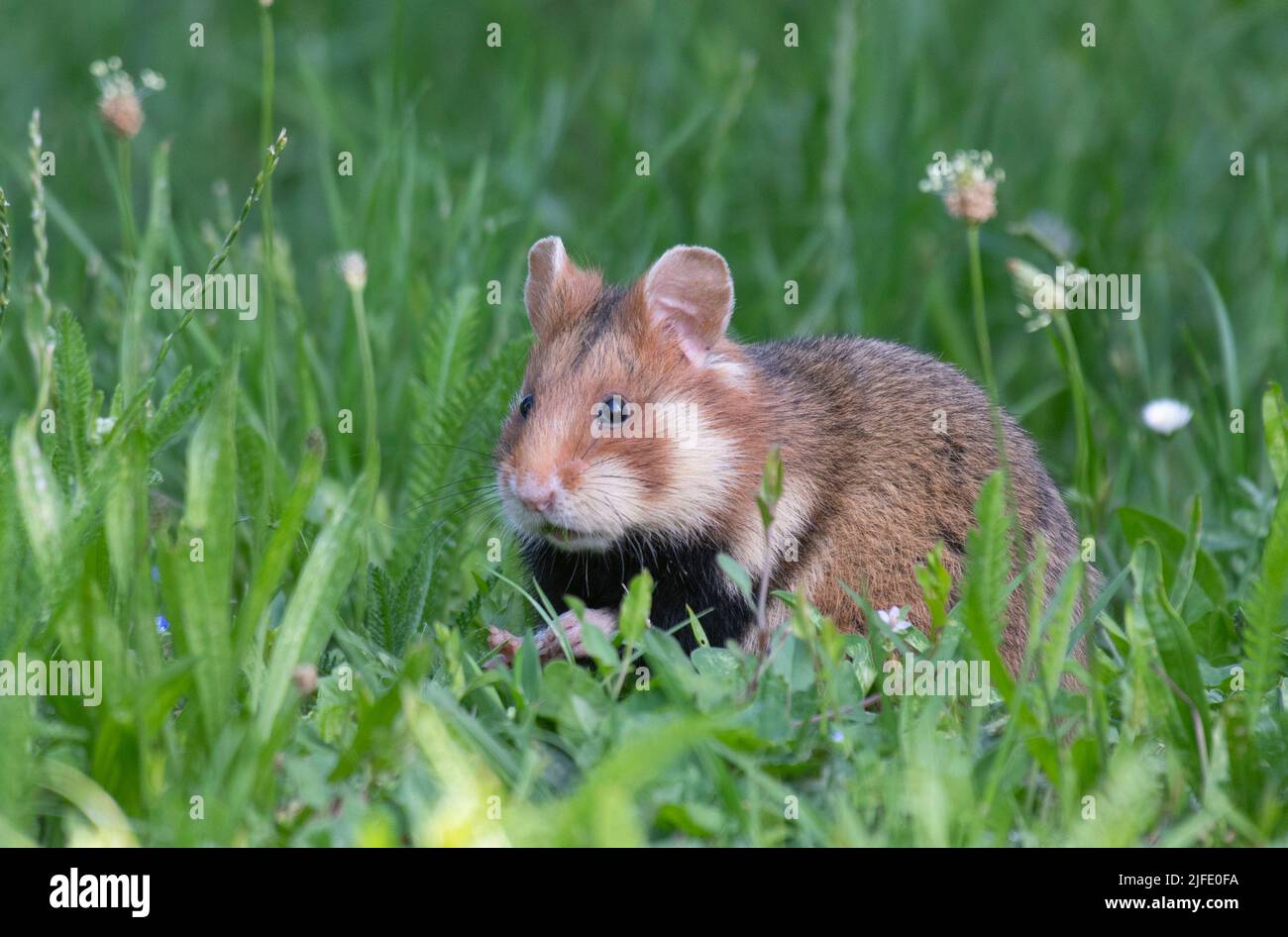 Hamster européen (Cricetus cricetus) dans un cimetière de Vienne, Autriche Banque D'Images