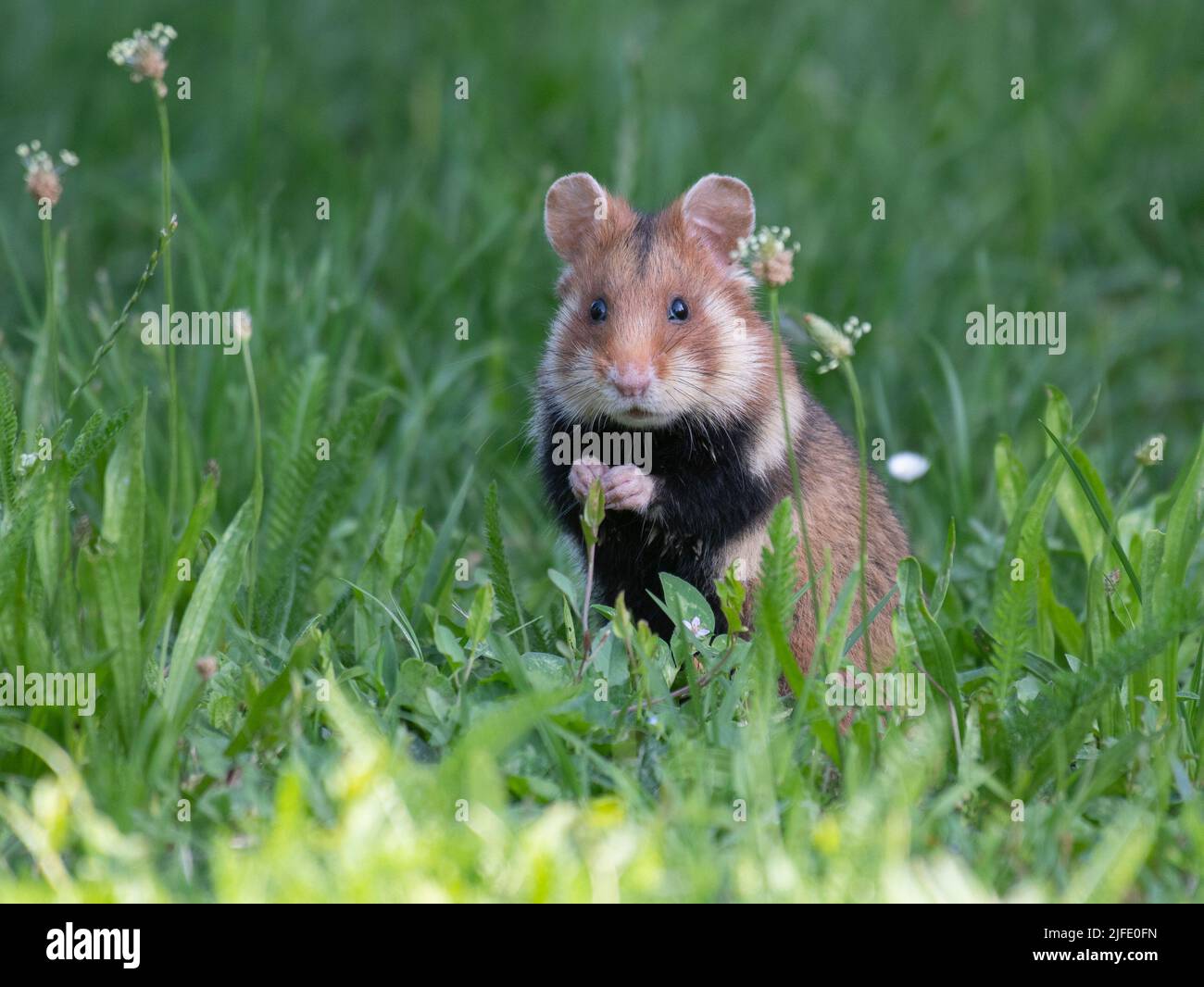 Hamster européen (Cricetus cricetus) dans un cimetière de Vienne, Autriche Banque D'Images