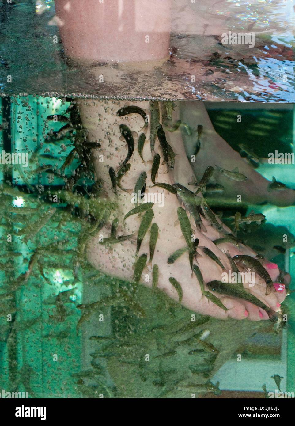 Touristes chez le médecin de poisson, le docteur poissons (Garra rufa) nettoyage des pieds des touristes, Playa del Ingles, Grand canari, îles Canaries, Espagne Banque D'Images