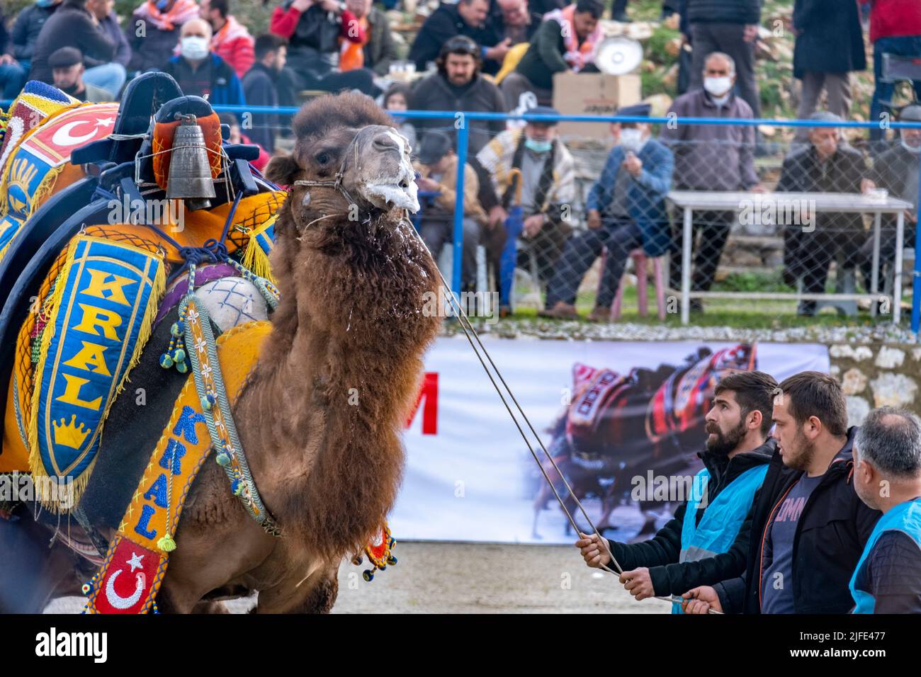 Bodrum, Turquie - 8th janv. 2022: Trois arbitres locaux tenant n dos de chameau en colère à la lutte traditionnelle de chameau à Bodrum, région de la mer Égée. Coloriement Banque D'Images