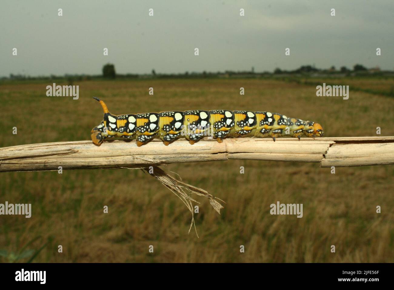 Papillon avant conversion Banque D'Images