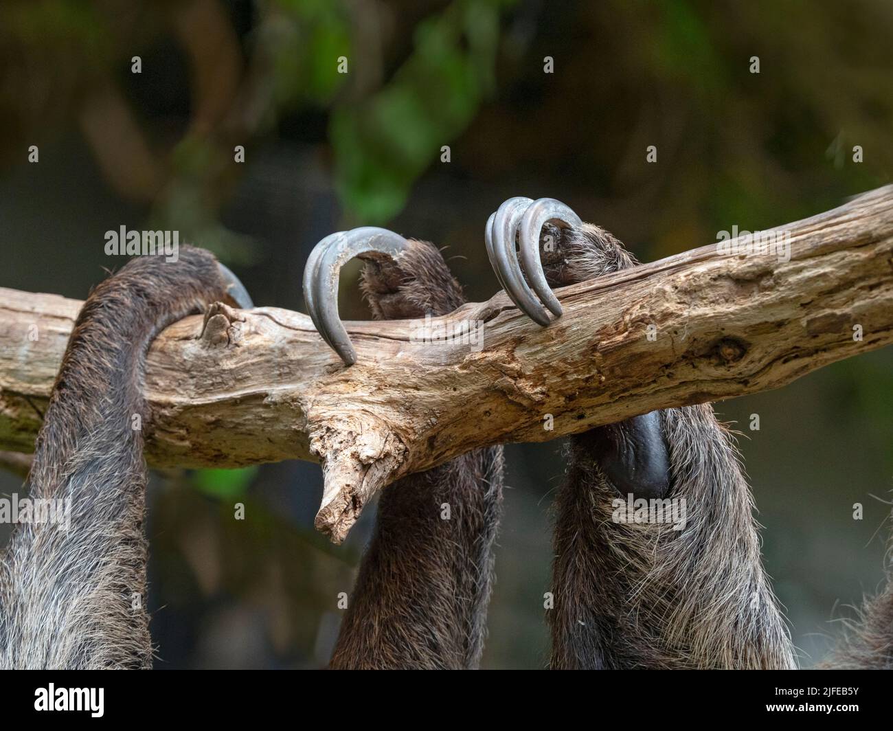 La sloth à deux doigts de Linnaeus Choloepus didactylus, également connue sous le nom de sloth à deux doigts du sud Banque D'Images