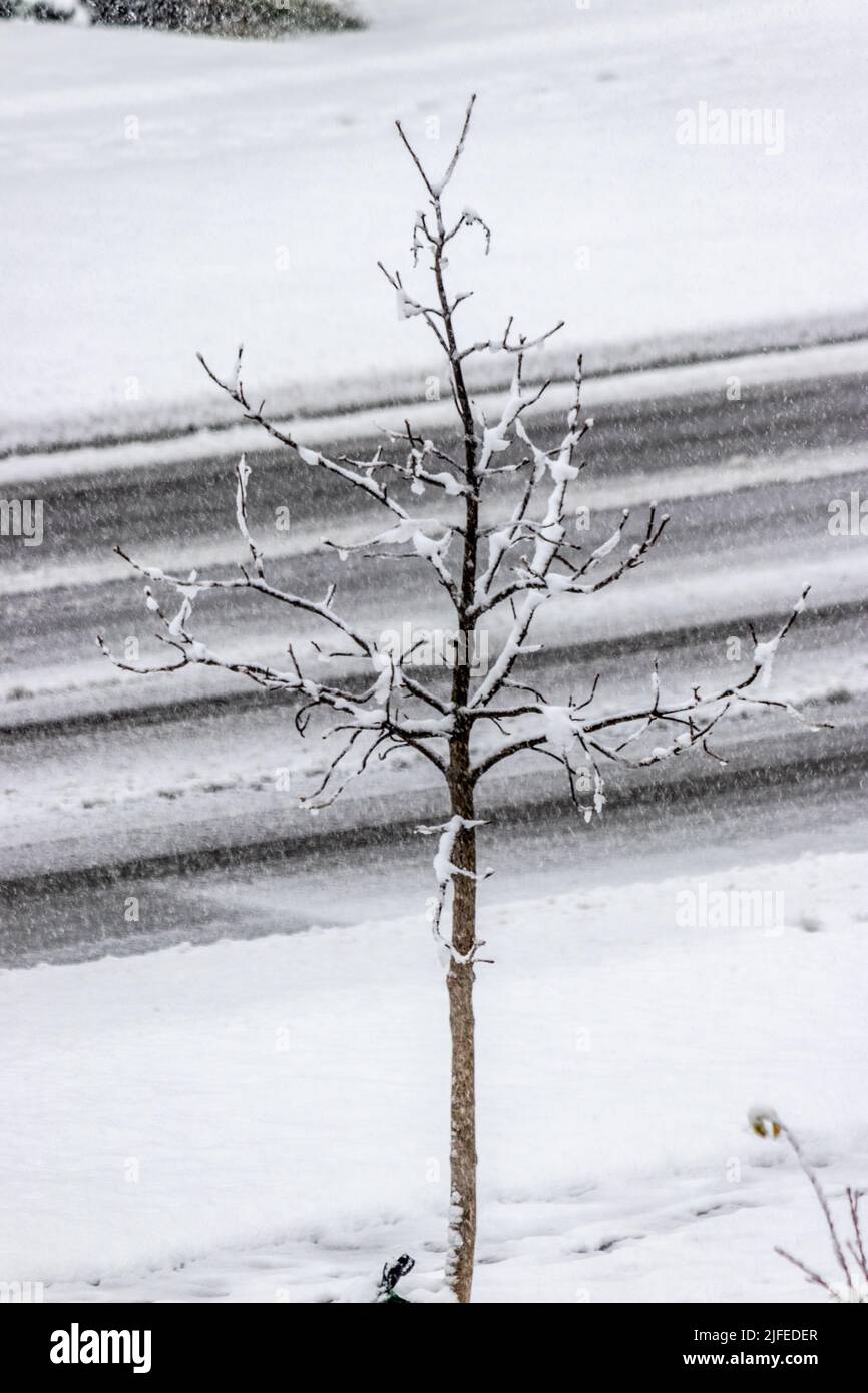 Arbre survivant avec des branches stériles derrière une rue presque blankée, Canada Banque D'Images