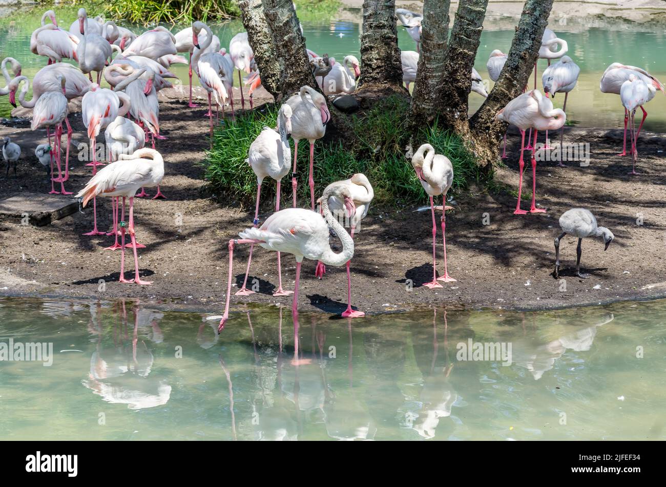 Un troupeau de Flamingos dans un zoo de Floride. Banque D'Images