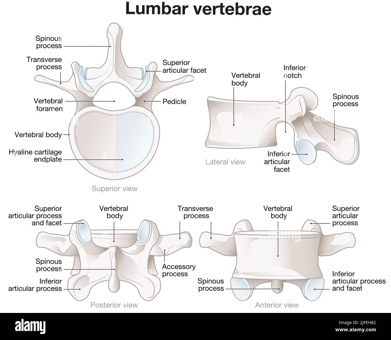 Illustration montrant des vertèbres lombaires saines. Vues différentes. Illustration étiquetée Banque D'Images