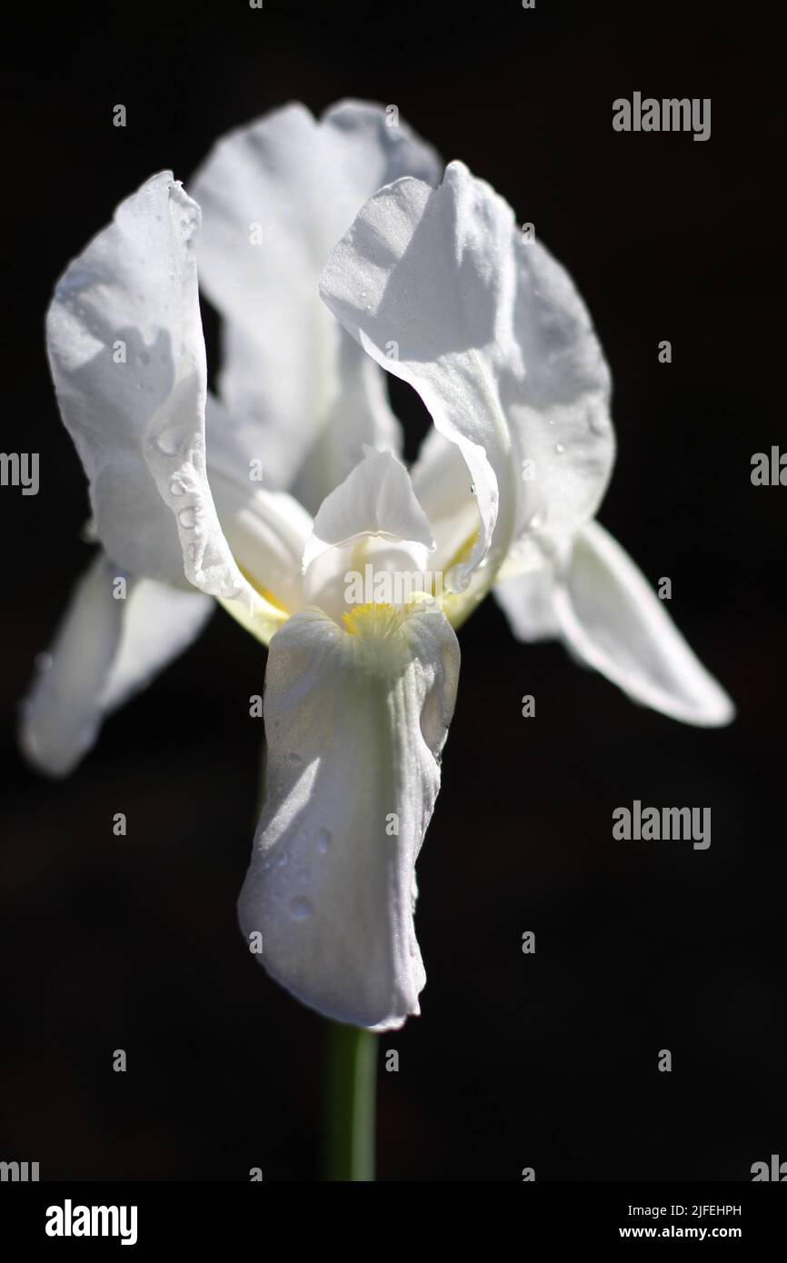 Fleur d'iris blanche avec gouttes de pluie Banque D'Images