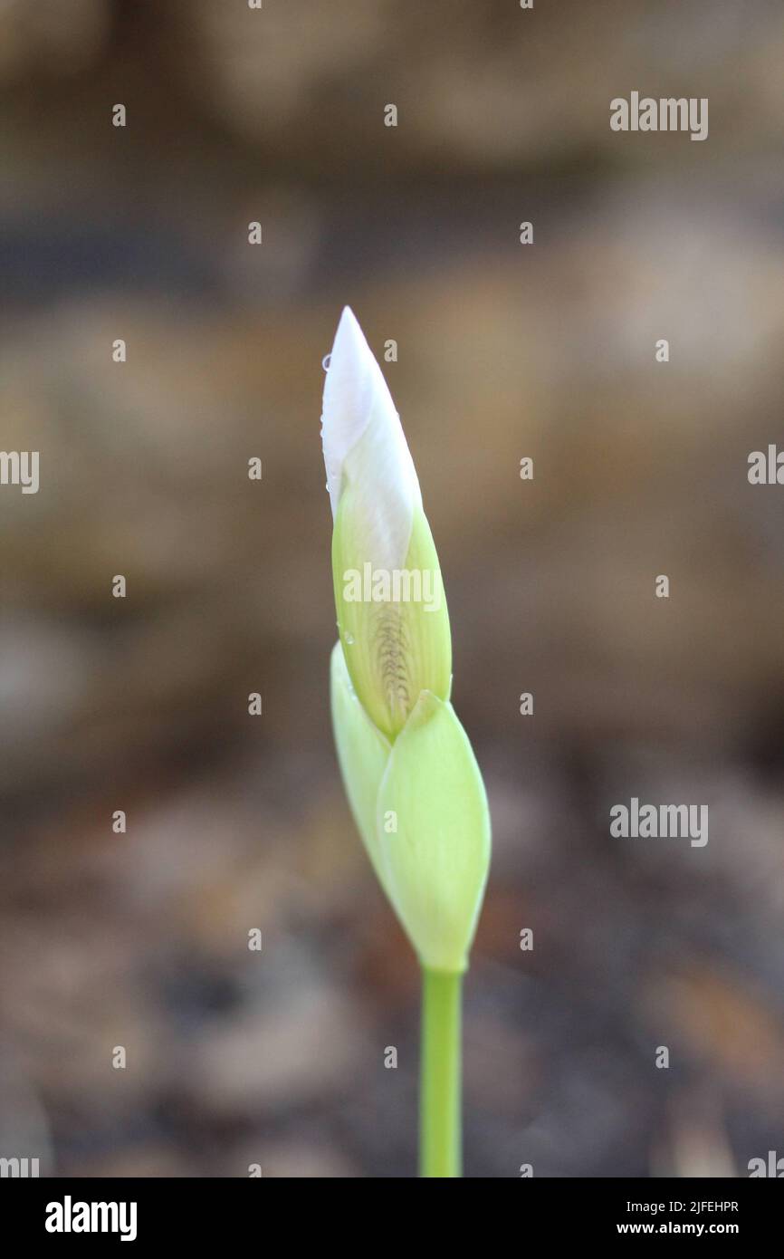 Fleur d'iris blanche avec gouttes de pluie Banque D'Images