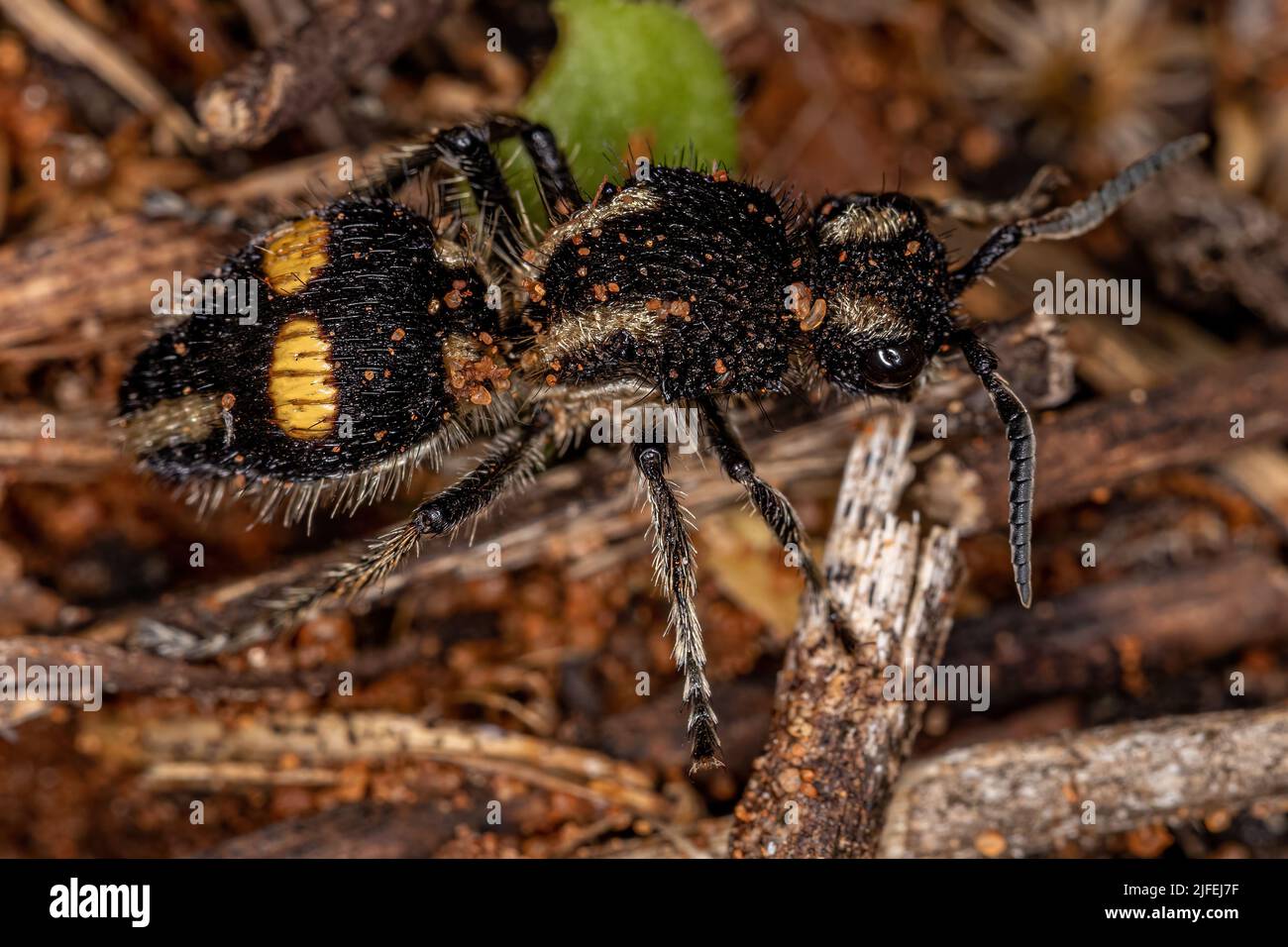 Adulte Velvet Ant du genre Hoplomutilla Banque D'Images