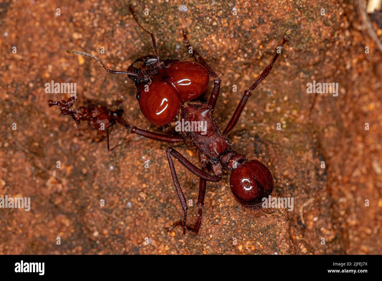 Atta coupe-feuilles Ant de l'espèce Atta laevigata avec un petit ant mort qui mord sa patte Banque D'Images