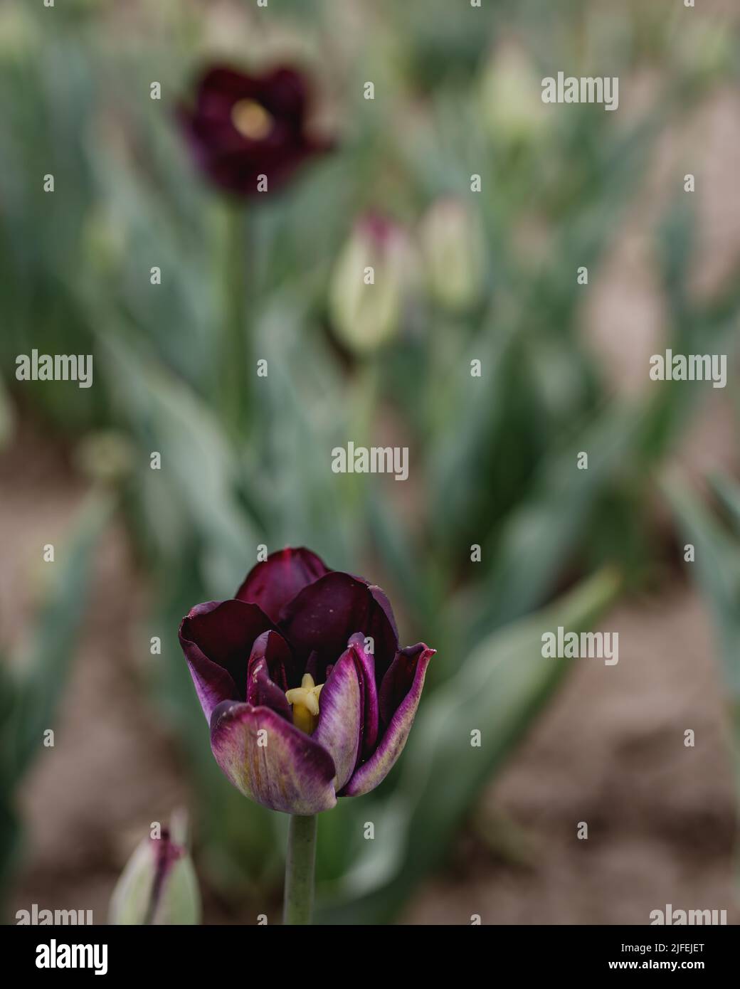 Un cliché de foyer sélectif vertical de tulipes doubles violettes hâtives qui fleurissent dans la lumière du soleil Banque D'Images