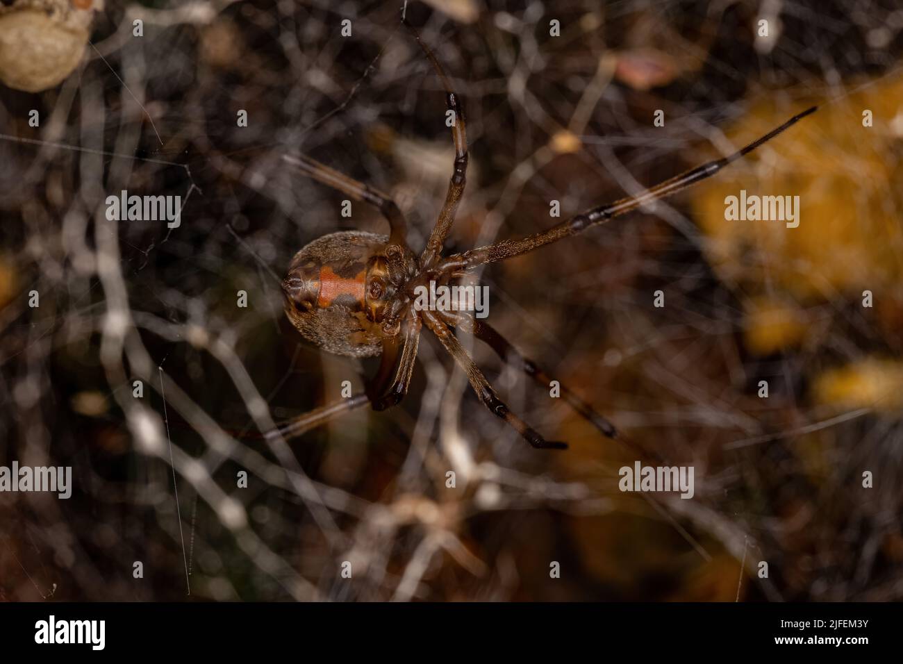 Femelle adulte veuve brune araignée de l'espèce Latrodectus geometricus prêchant sur une femelle adulte abeille occidentale de l'espèce APIs mellifera Banque D'Images