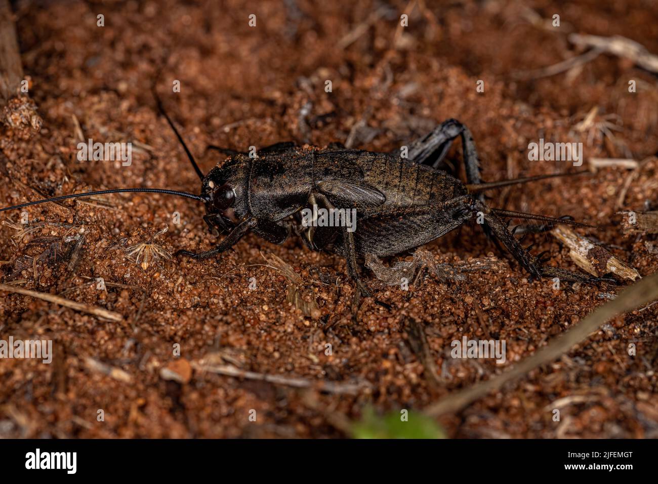 Field Cricket Nymph du genre Gryllus Banque D'Images