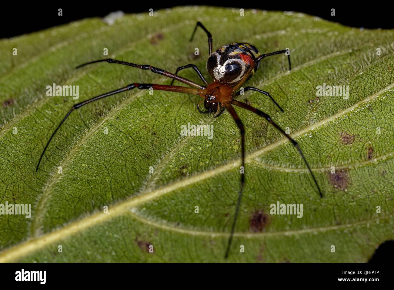 Petit Orchard Spider du genre Leucauge Banque D'Images