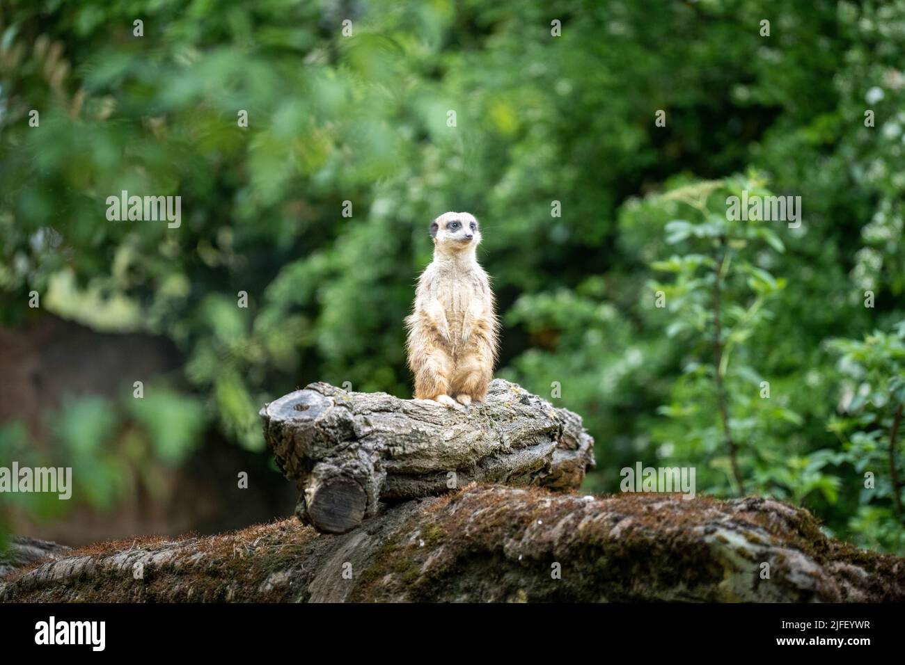 Un adorable meerkat debout sur une souche d'arbre sur un fond vert flou Banque D'Images