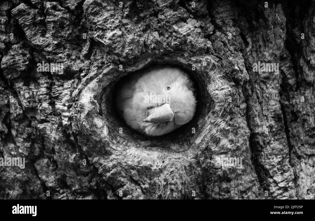 Qu'est-ce que c'est là-haut Banque D'Images