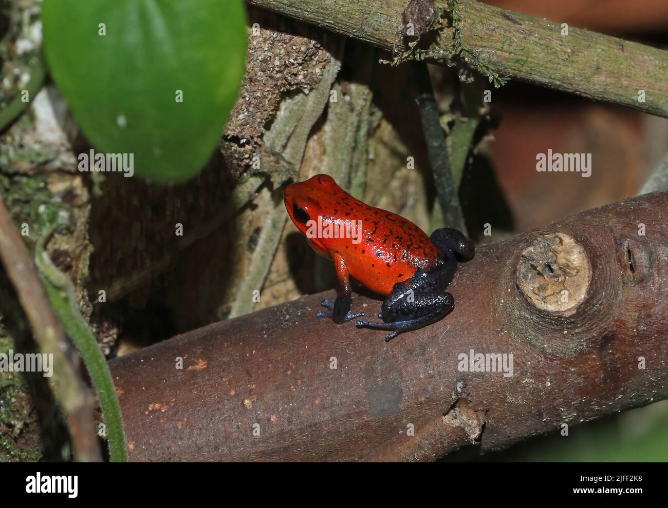 Fraise poison-dart grenouille (Oophaga pumilio) adulte debout sur le rondin déchu la Selva, Costa Rica, Mars Banque D'Images