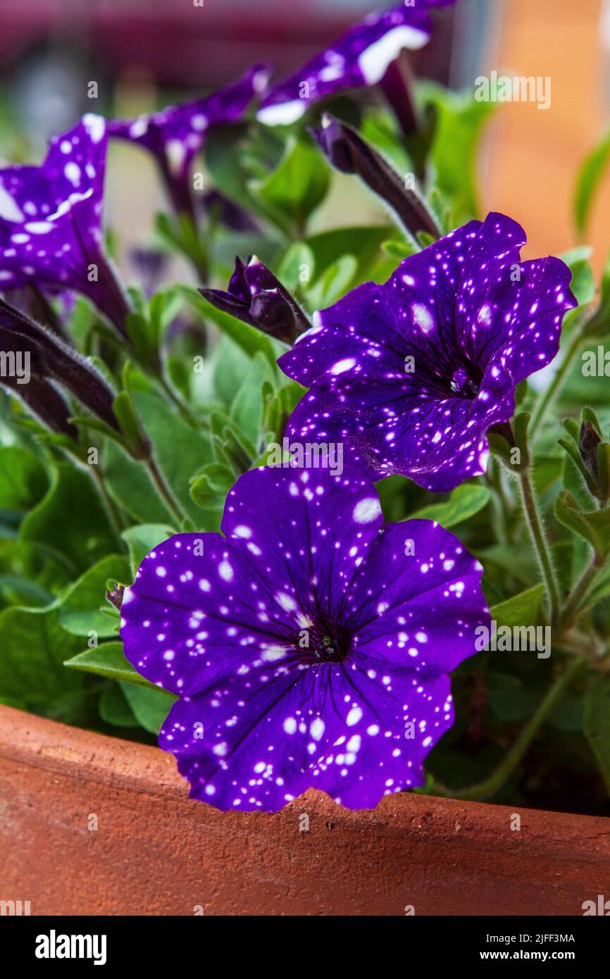 Gros plan image de fleurs violet et blanc annuel Petunia capiting Night Sky (Petunia x hybrida) planté dans un pot en argile. Banque D'Images